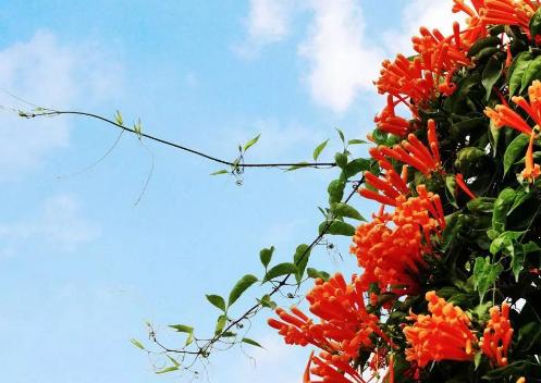 干貨到，園林綠化中抗風(fēng)+耐鹽堿樹種推薦