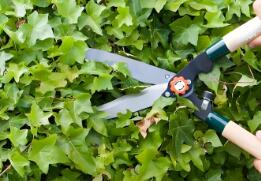 修剪管理：“景觀與生長(zhǎng)”